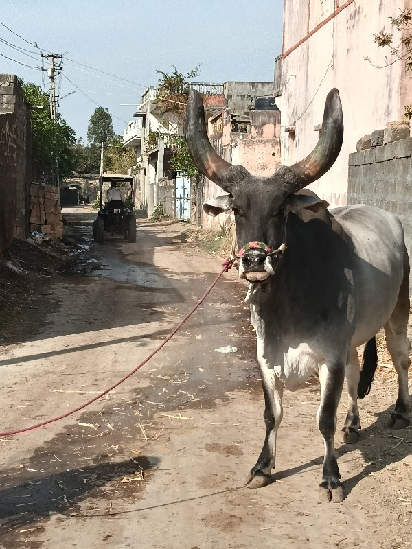 બળદ વેચવાનો છે