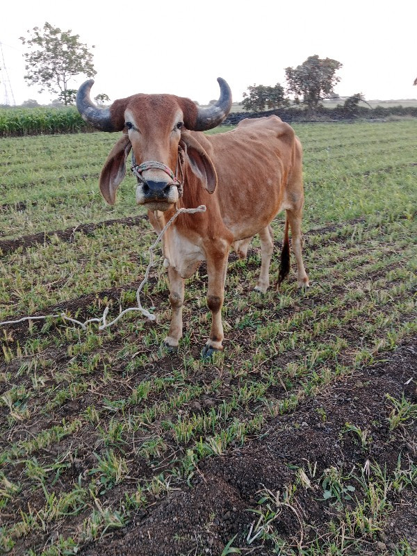 એક વાવણી કરેલ છ...