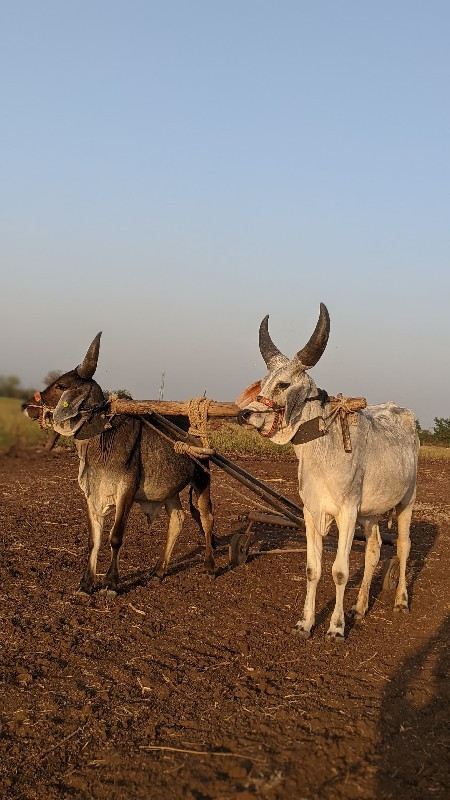 ગોઢલા વેચવાના છ...