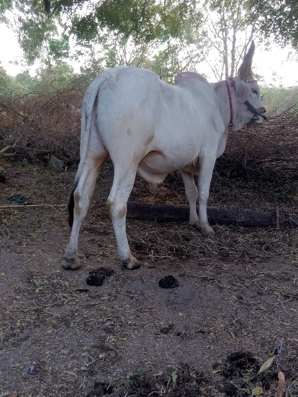 1 વાવની હાકેલો...