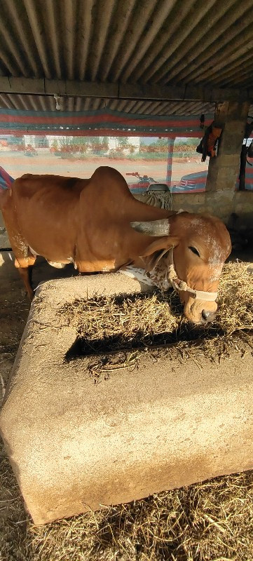 ગાય વેચવાની છે