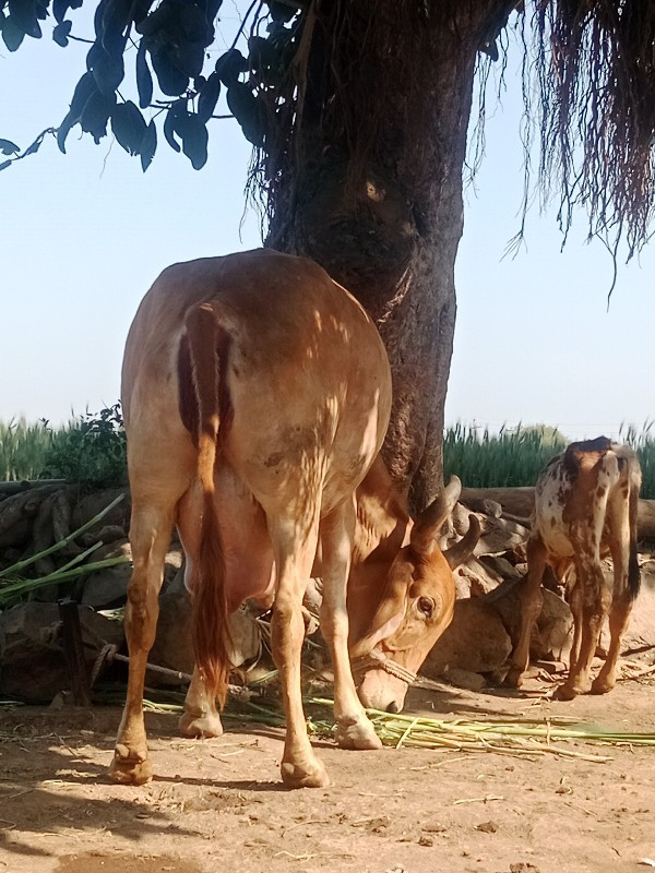 જાડેજા ‌મયુરસીહ