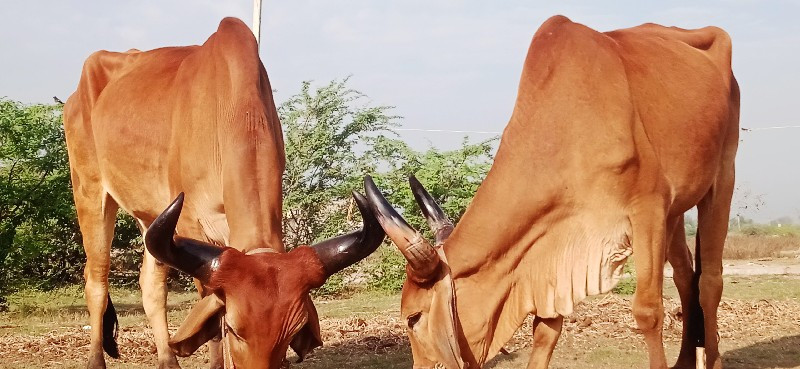 દેવીપુજક લે વેચ