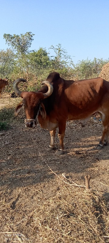 બડદ વેચવાનો સે.