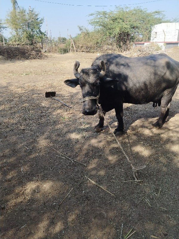 ચાર મહિનાનો ભાગ...