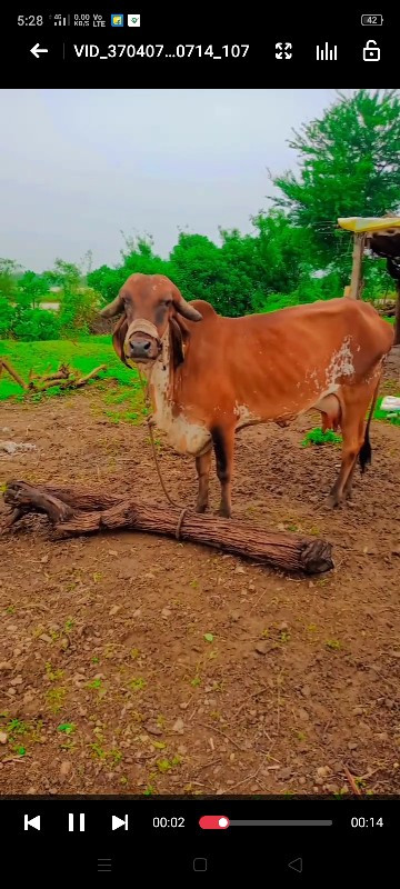 ગાય વેચવાની છે