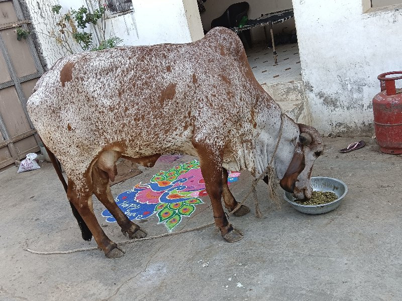 ગીર ગાય વેચવાની...