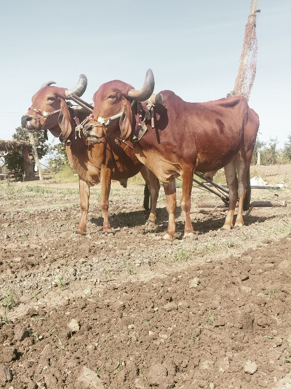 બળદ દેવાના છે