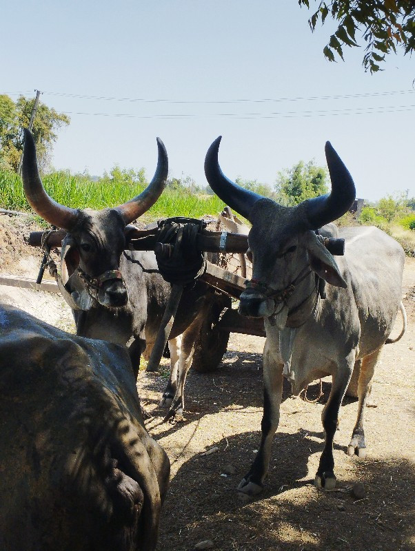 બડદ વેચવાના છે