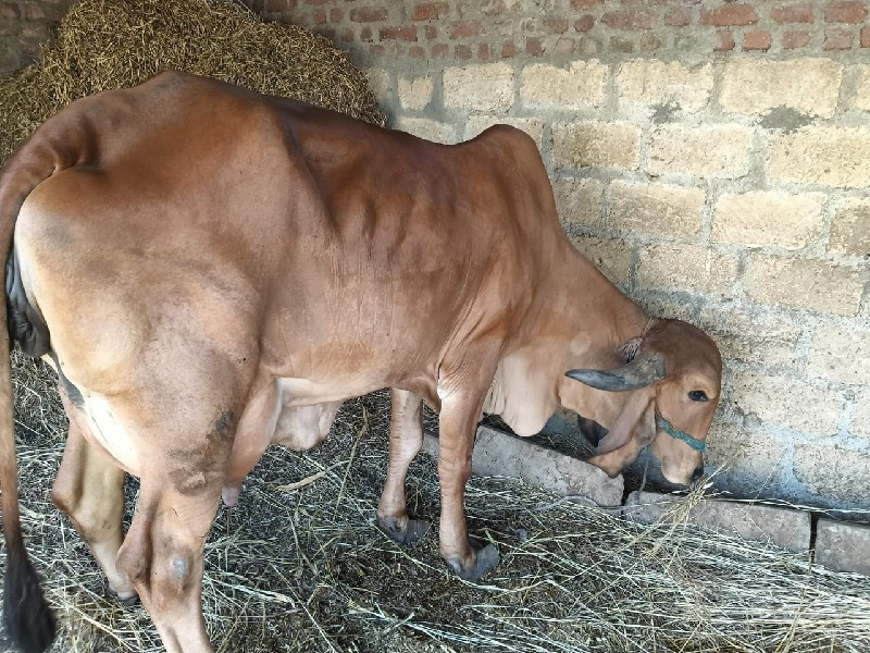 ગીર ગાય વેચવાની...