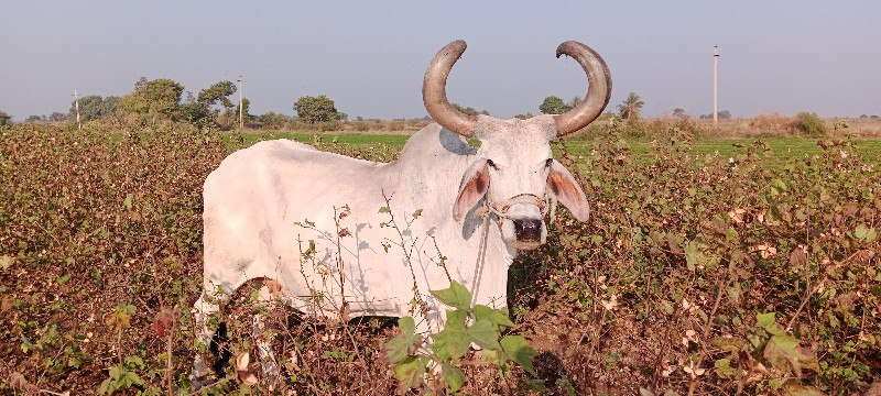 બડધ વેચવાના છે