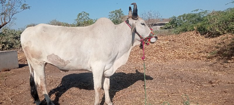 વેચવાનું છે