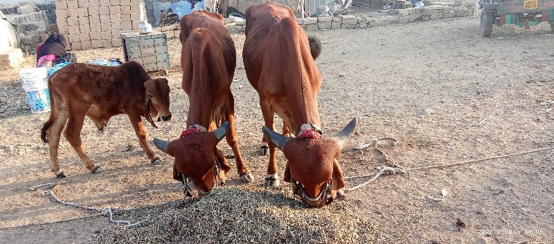 Porbandar