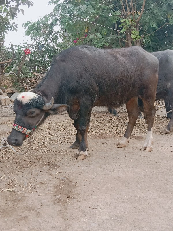 ખડેલી વેચવાની છ...