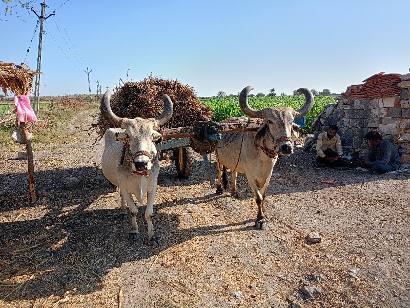 બળદ વૅશવાના છે