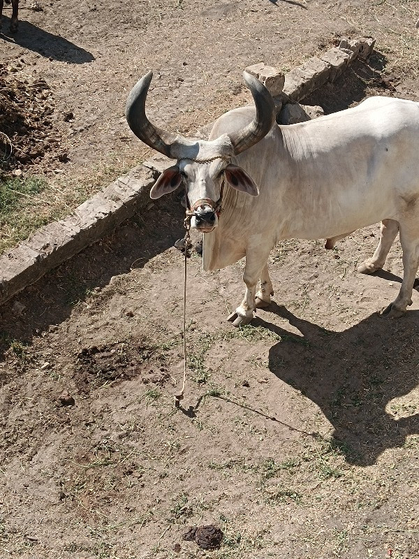 બળદ વેચ્વનોછે