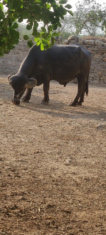 પાડો વેચવાનો છે