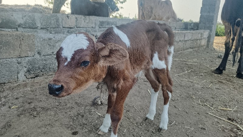 ગાય વેચવાની છે.