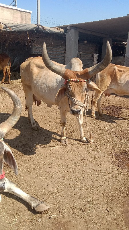 ગાય વેચવાનીછે બ...