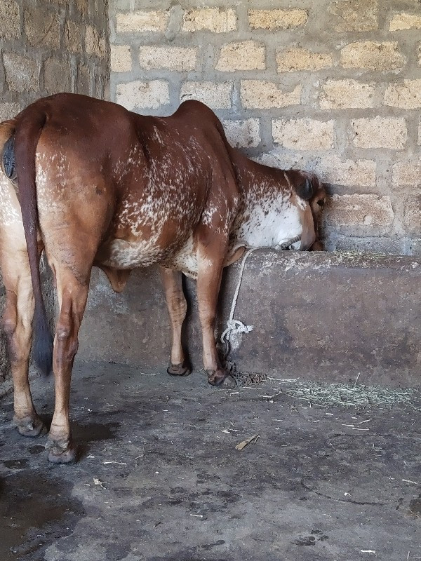 ઓરીજનલ ગીર કાબર...