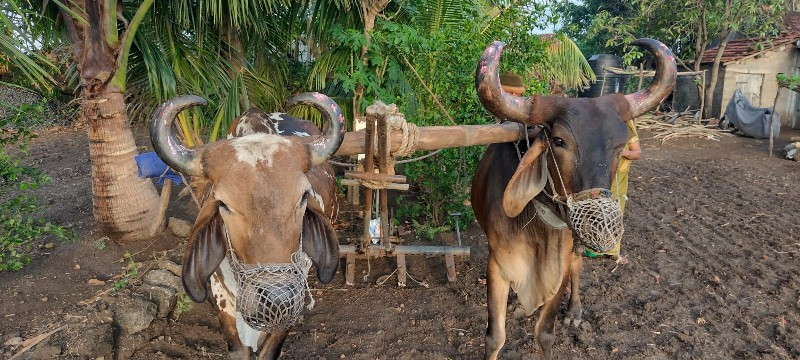 બળદની જોડ વેચવા...