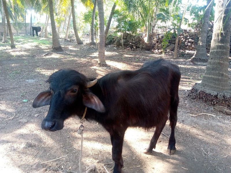 આ‌ પાડી વેચવાની...