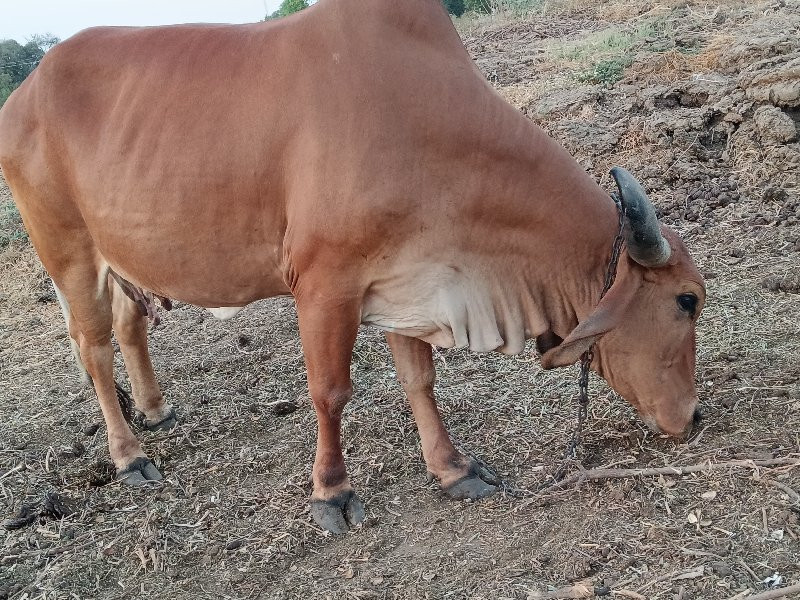 ગાય