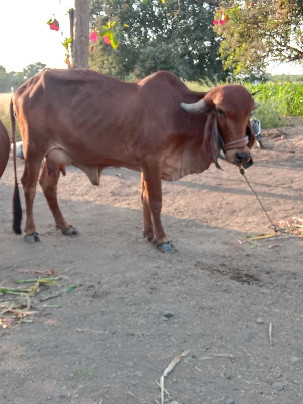 ગીર ઓળકે વેચવાન...