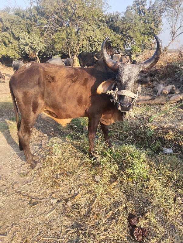 બળદ વેચવાના છે