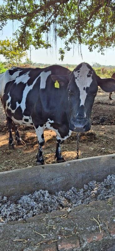 ગાય વેચવાની છે