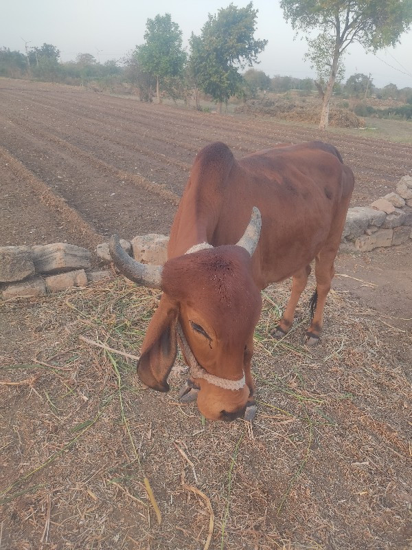 દેસી ગાય