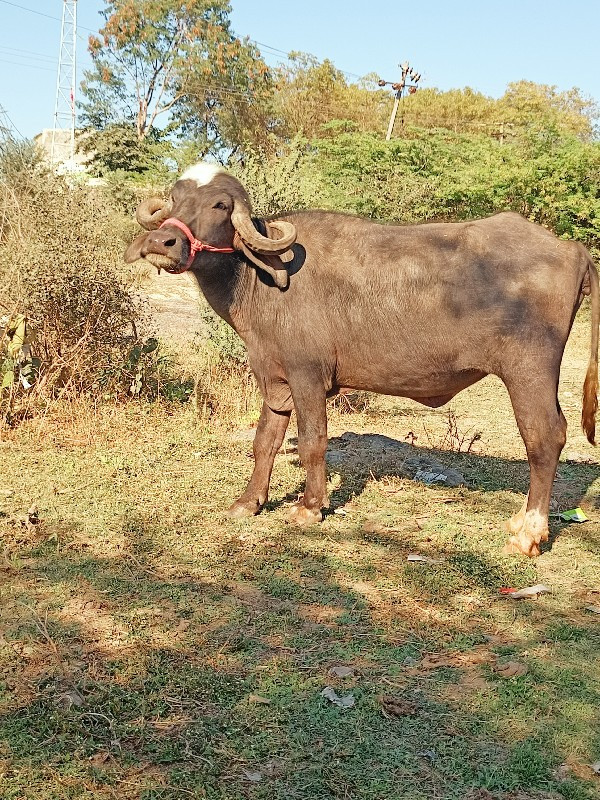 ખળેલી વેચવાની છ...