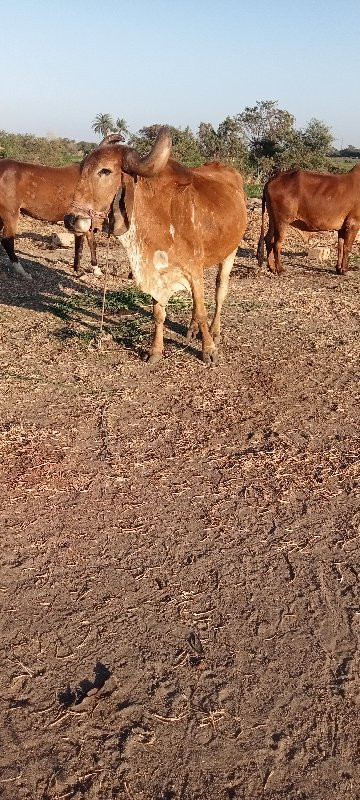 બળદ વેચવાનો છે