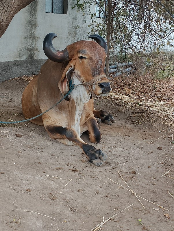 બળદ વેચવાના છે