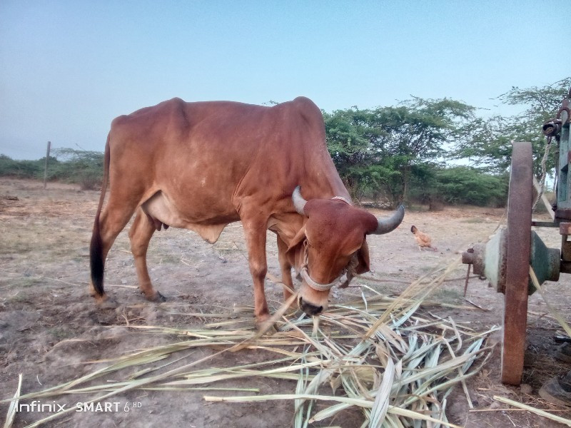 ગાય વેચવાની છે.