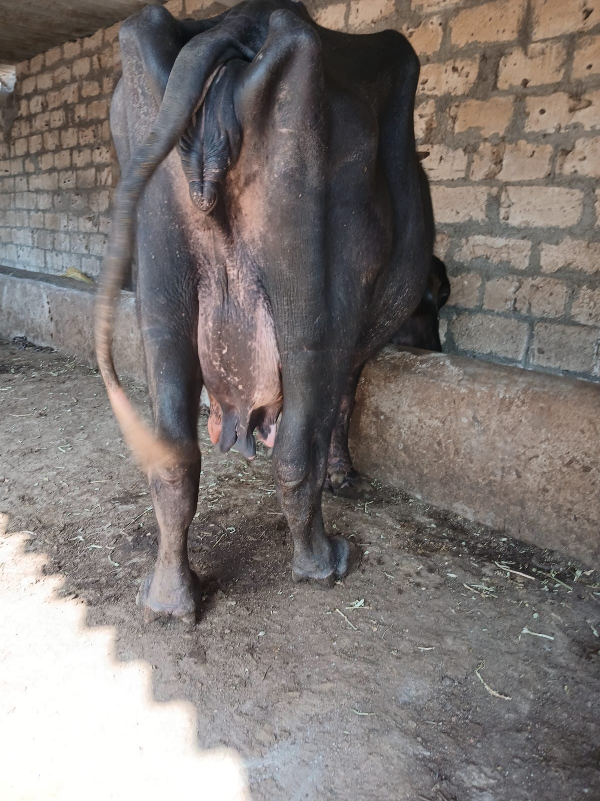 આ.ભેશવેશવાનિછે