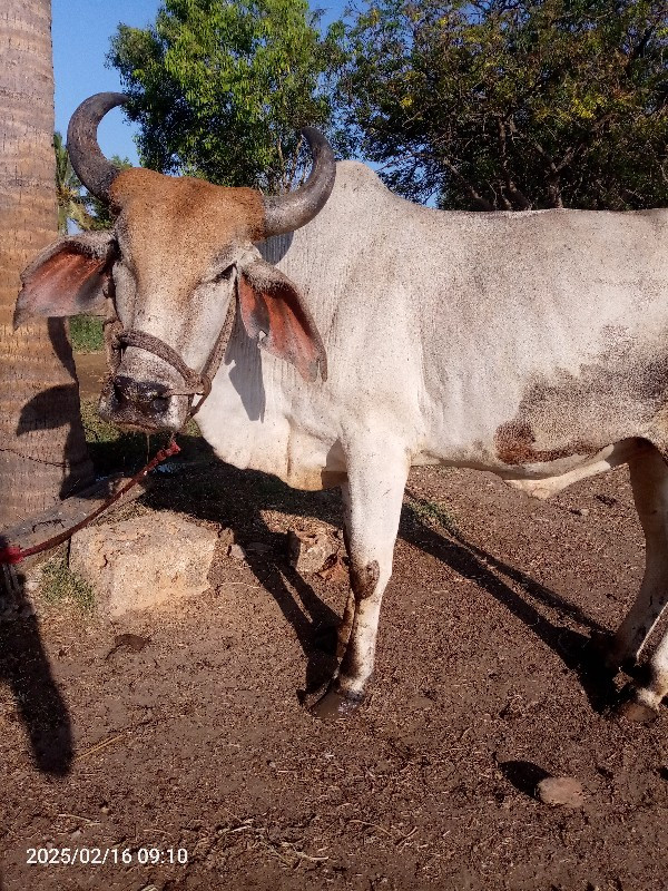 ગોઠલા વેચવાના છ...