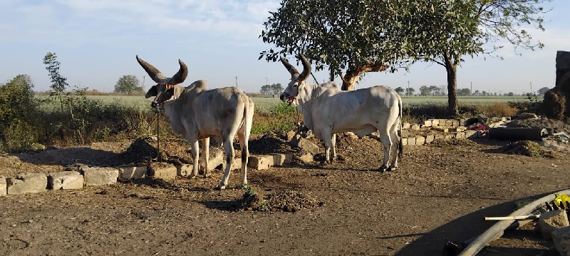 એક વાવણી વાવેલ...