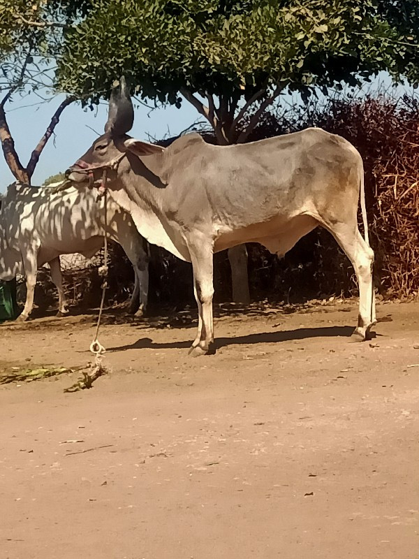 આવો ગોધલો લેવાન...