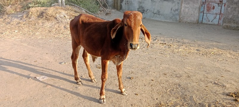 વાસડો વેસવાનો સ...