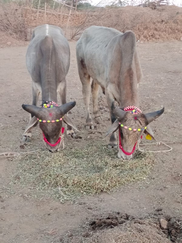 ગોઢલા વેચવાના છ...