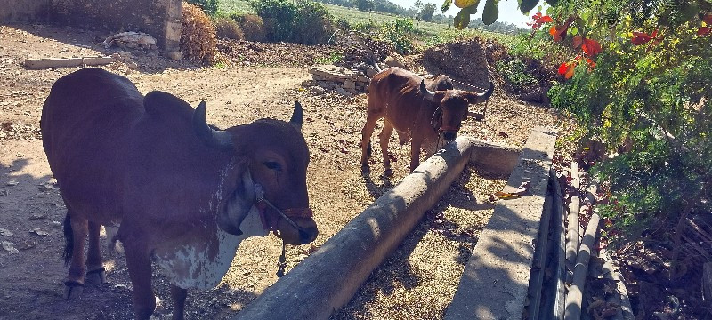 બળદ વેસવાના છે