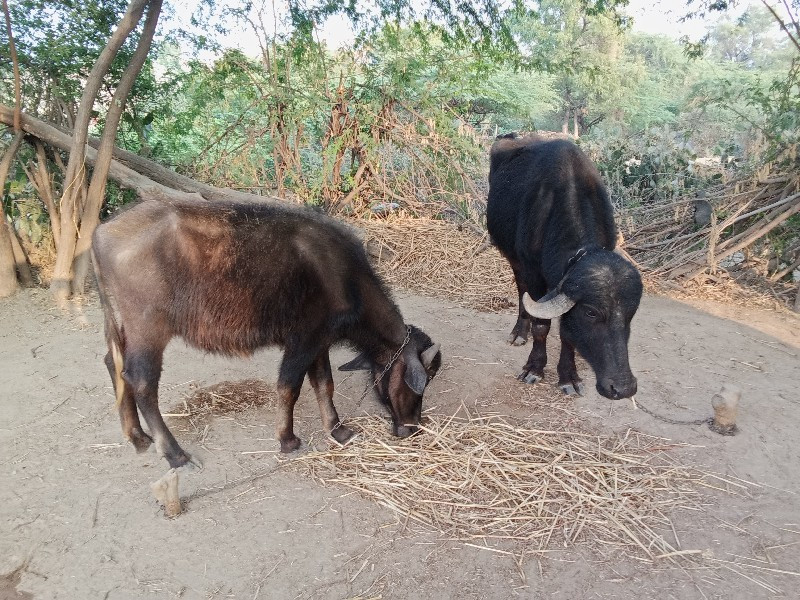 બે ખડેલા વેચવાન...