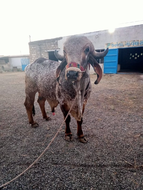 ખુટ વેચવાનો છે