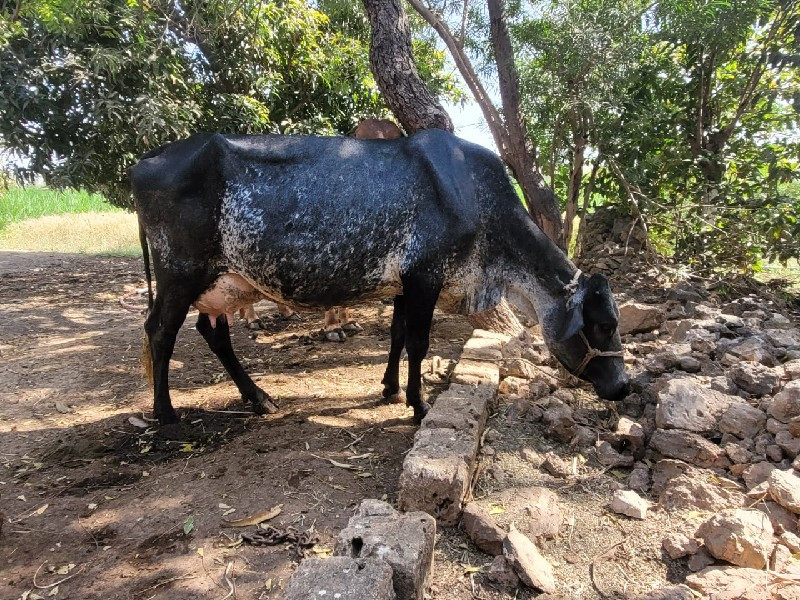 ગાય દેવાંની છે...