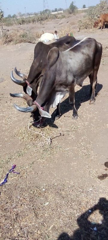 બળદ