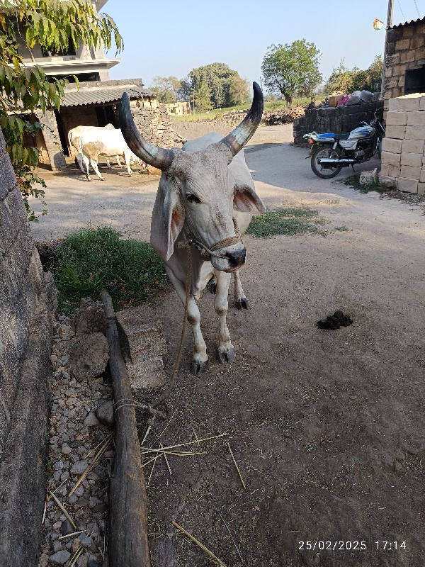 સાલુ ગોઢલા વેચવ...