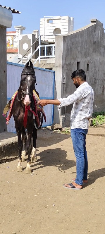 ઘોડો વેચવાનો છે