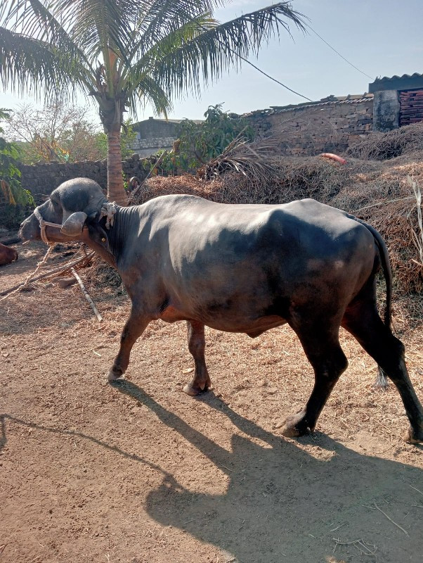 ખડાઈ