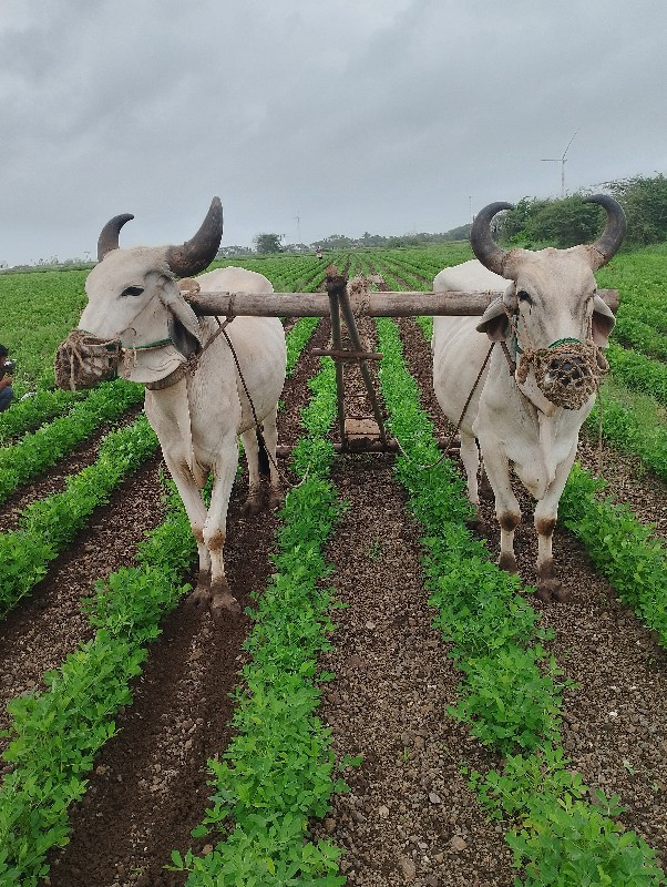 મોબાઈલ 99049560...